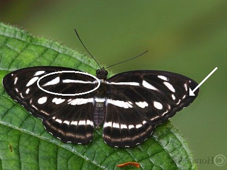 Athyma kanwa kanwa