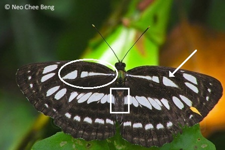 Neptis hylas papaja