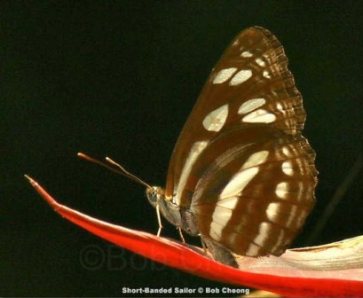 Phaedyma columella singa