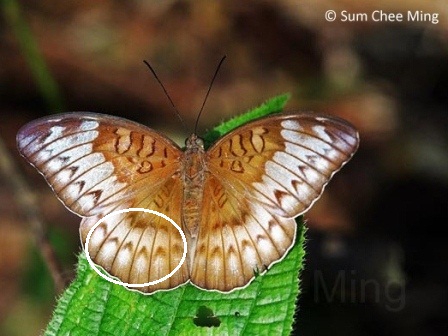 Tanaecia iapis puseda