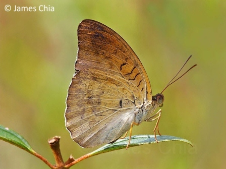 Tanaecia iapis puseda