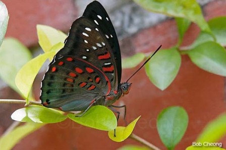 Euthalia adonia pinwilli