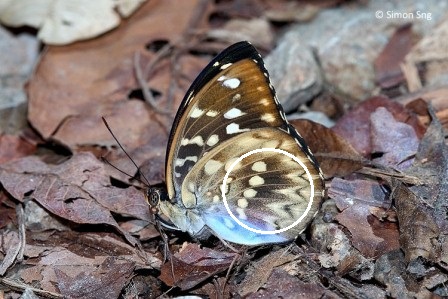 Lexias canescens pardalina