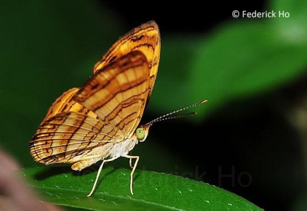 Chersonesia peraka peraka