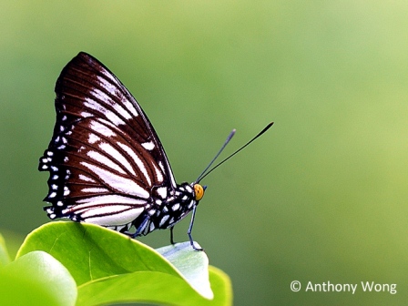 Euripus nyctelius euploeoides