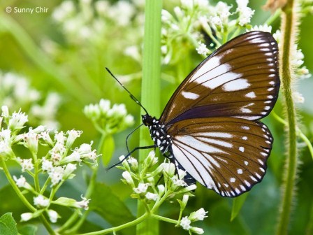 Euripus nyctelius euploeoides