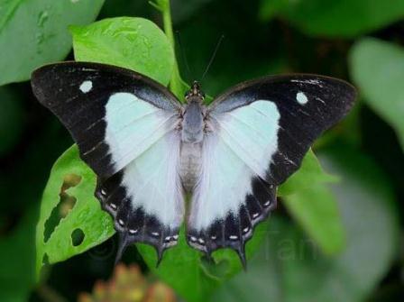 Polyura hebe plautus