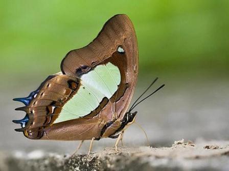 Polyura hebe plautus