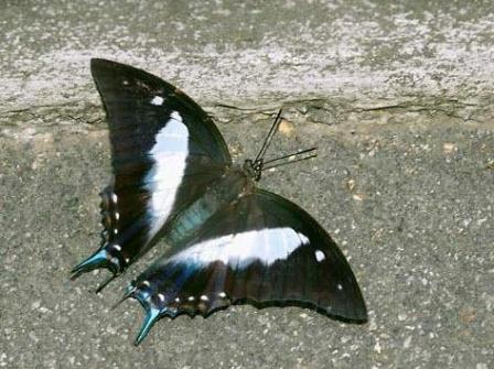 Polyura schreiber tisamenus