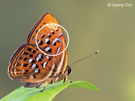 Taxila haquinus haquinus