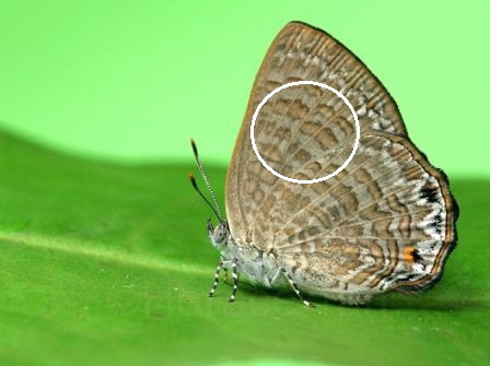 Poritia philota philota