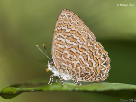 Poritia sumatrae sumatrae