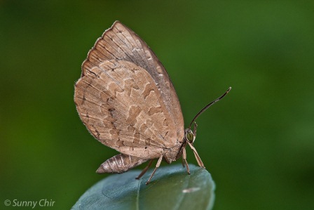 Miletus symethus petronius