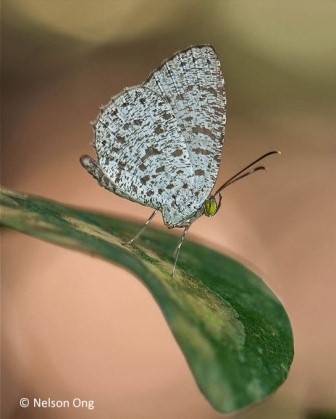 Allotinus unicolor unicolor