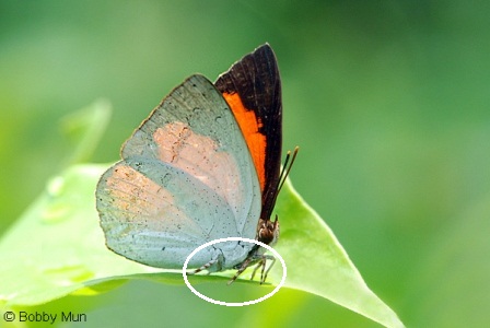 Curetis santana malayica