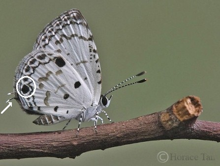 Megisba malaya sikkima