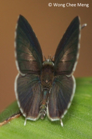 Megisba malaya sikkima