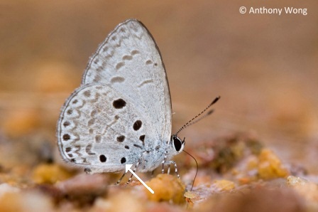 Acytolepis puspa lambi