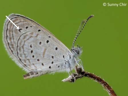 Zizula hylax pygmaea