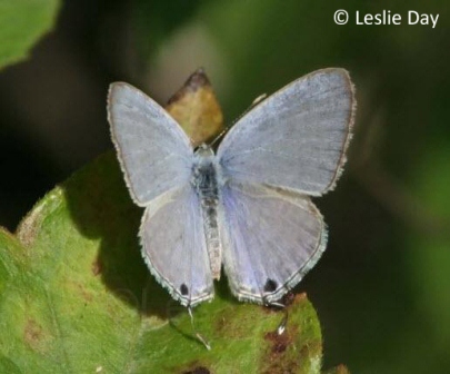 Catochrysops strabo strabo