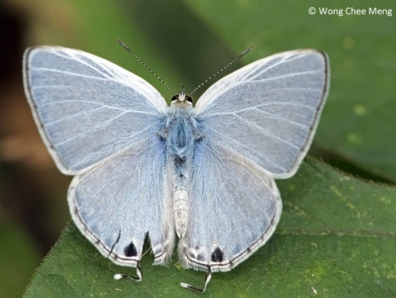 Catochrysops panormus exiguus