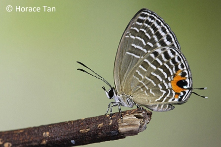 Jamides caeruleus caeruleus