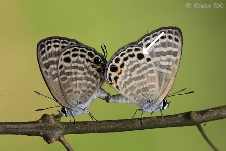 Nacaduba angusta kerriana 