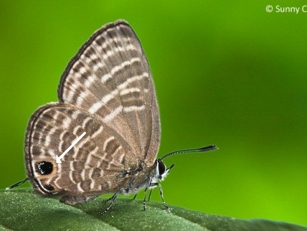 Nacaduba pactolus odon 