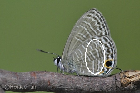 Nacaduba pavana singapura