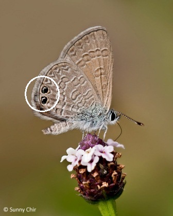 Nacaduba biocellata