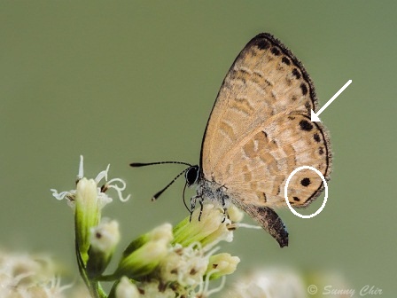 Prosotas lutea sivoka