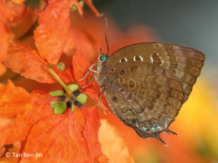 Arhopala centaurus nakula