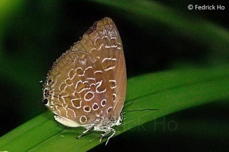 Arhopala myrzala lammas