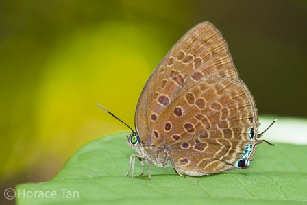 Arhopala aedias agnis