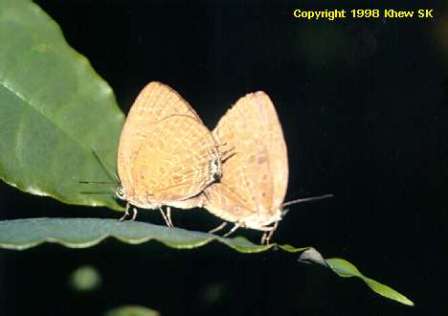 Arhopala atosia malayana