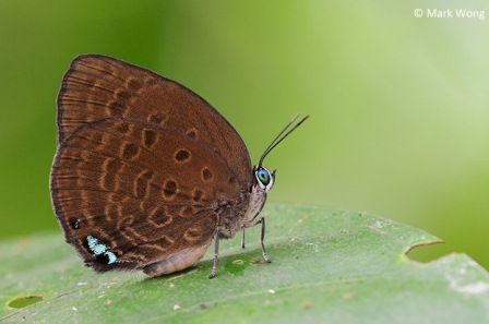 Arhopala amphimuta amphimuta