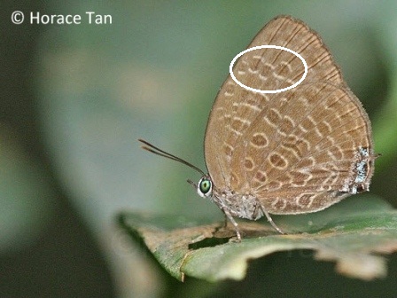 Arhopala pseudomuta pseudomuta