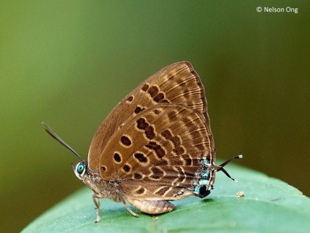 Arhopala athada athada