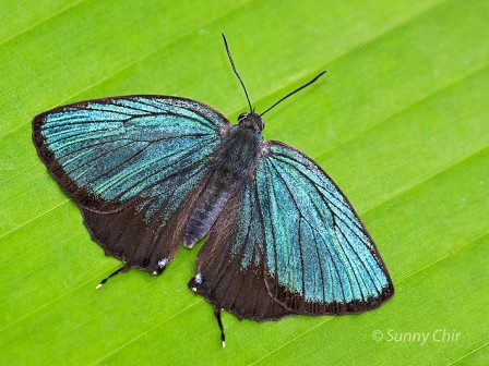 Arhopala eumolphus maxwelli