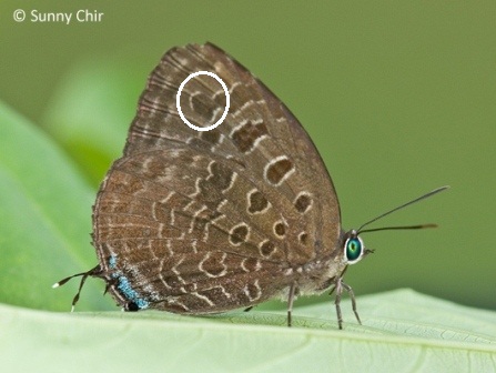 Arhopala eumolphus maxwelli