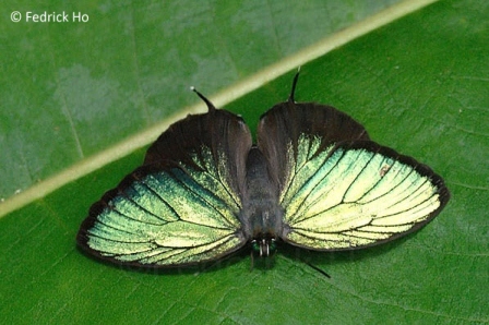 Arhopala eumolphus maxwelli