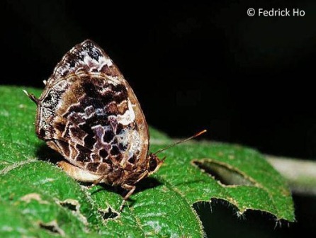 Arhopala abseus abseus