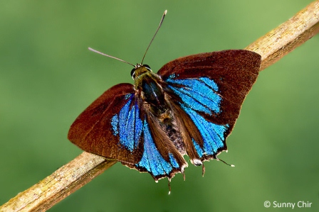 Iraota rochana boswelliana