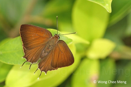 Iraota rochana boswelliana