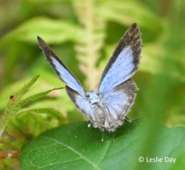 Catapaecilma major emas