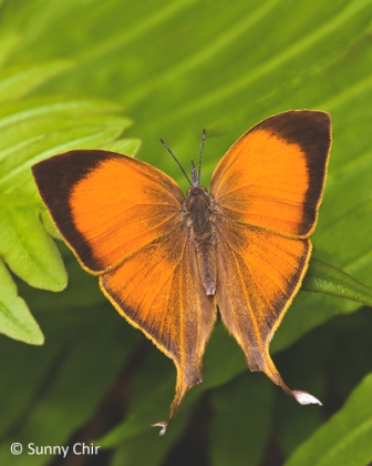 Loxura atymnus fuconius