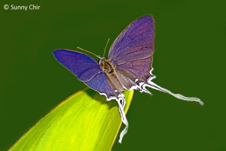 Cheritra freja friggia