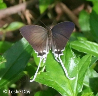 Cheritra freja friggia