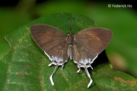 Drupadia ravindra moorei