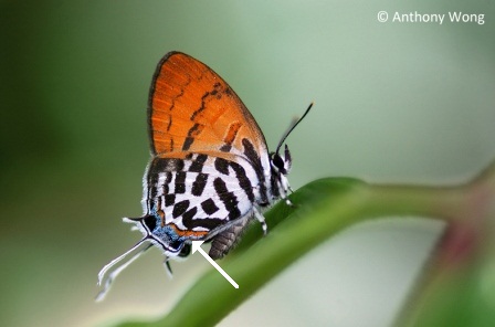 Drupadia rufotaenia rufotaenia